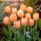 Tulipan Apricot Beauty - 5 cebulek