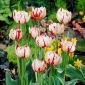 Tulipan Carnaval de Nice - 5 szt.
