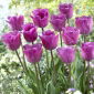 Tulipan Magic Lavender - 5 cebulek