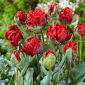 Tulipan Rococo Double - pełny - opak. 5 szt.