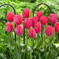 Tulipan Van Eijk - 5 cebulek