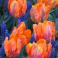 Tulipan Prinses Irene Parrot - opak. 5 szt.