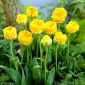Tulipan lodowy Beauty of Apeldorn - 5 cebulek