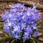 Śnieżnik lśniący - Chionodoxa luciliae - 10 cebulek