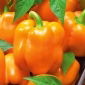 Papryka Rewia - słodka - 100 nasion