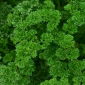 Pietruszka naciowa Rizado Verde Oscuro - kędzierzawa