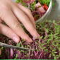 Microgreens - Szarłat czerwony - młode listki o unikalnym smaku - 4000 nasion