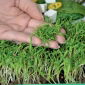 Microgreens - Szpinak - młode listki o unikalnym smaku - 800 nasion