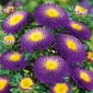 Aster chiński pomponowy ciemnoniebieski - 500 nasion