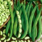 Fasola Presto - karłowa, zielona, typ flageolet - 120 nasion