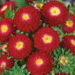 Aster chiński pomponowy czerwony - 500 nasion