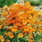 Nemezja powabna Orange Prince - 1000 nasion