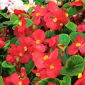 Begonia stale kwitnąca - szkarłatnoczerwona - 20 nasion