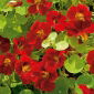 Nasturcja niska - Mahogany Jewel - 40 nasion