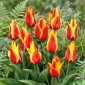 Tulipan Cape Cod  - 5 cebulek