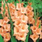 Gladiolus - Mieczyk Peter Pears - 5 cebulek