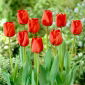 Tulipan Apeldoorn - 5 cebulek