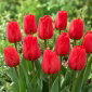 Tulipan Apeldoorn - 5 cebulek