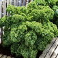 Jarmuż zielony Dwarf Green Curled - 300 nasion