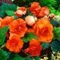 Begonia podwójna (pełna) - pomarańczowa - 2 bulwy