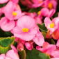 Begonia stale kwitnąca - różowa - 20 nasion