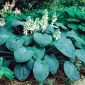 Funkia - Hosta Elegans - 1 kłącze