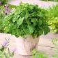Melisa cytrynowa - 1000 nasion