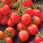 Pomidor Garden Perle - intensywnie czerwony, typu cherry