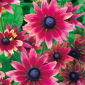 Rudbekia dwubarwna Cherry Brandy - 150 nasion