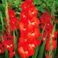 Gladiolus - Mieczyk Traderhorn - 5 cebulek