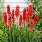 Kniphofia – Trytoma Nancy Red - 1 kłącze