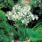 Agapanthus White - Agapant biały - 1 kłącze