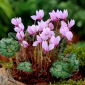 Cyklamen neapolitański - Cyclamen neapolitanum - 1 bulwa