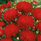 Aster chiński peoniowy Stanisław