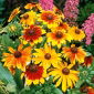 Rudbekia niska - mieszanka