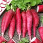 Rzodkiew letnia Ostergruss Rosa 2