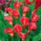 Zantedeschia, Calla – Kalla, Kalia Czerwona - 1 cebula