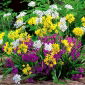 Czosnek - Allium - mieszanka - 20 cebulek