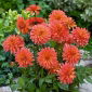 Dalia Melody Swing