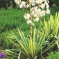 Juka karolińska - Yucca Golden Sword - 1 kłącze