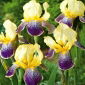 Kosaciec, Irys - Purple and Yellow - 1 kłącze