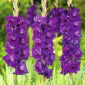 Mieczyk Purple Flora - 5 cebul