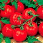Pomidor Etna F1 - gruntowy, karłowy