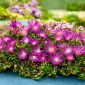 Słonecznica, Delosperma szerokolistna - różowa