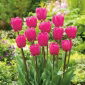 Tulipan różowy Rose - 5 cebulek