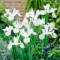 Irys holenderski White Excelsior - 10 cebulek