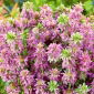 Monarda, Pysznogłówka cytrynowa - 180 nasion