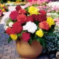 Begonia strzępiasta Fimbriata - mix kolorów - 2 bulwy