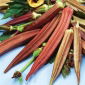 Okra, Ketmia jadalna Burgundy - 30 nasion