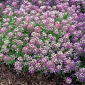 Smagliczka nadmorska - liliowofioletowa - 1750 nasion